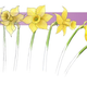 Daffodils have a unique structure that reduces drag. Image: Sally J. Bensusen/Visual Science Studio, bensusen@visualsciencestudio.com. Used with permission.